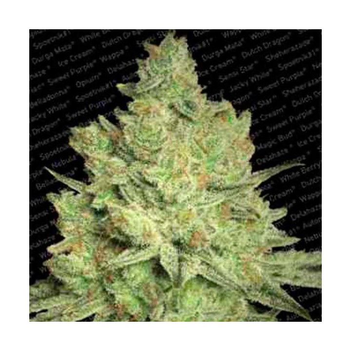 Jacky White Feminizada de Paradise Seeds