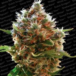 Lucid Bolt Feminizada de Paradise Seeds