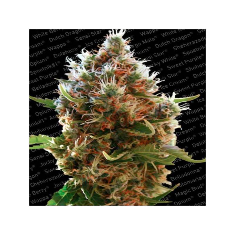 Lucid Bolt Feminizada de Paradise Seeds