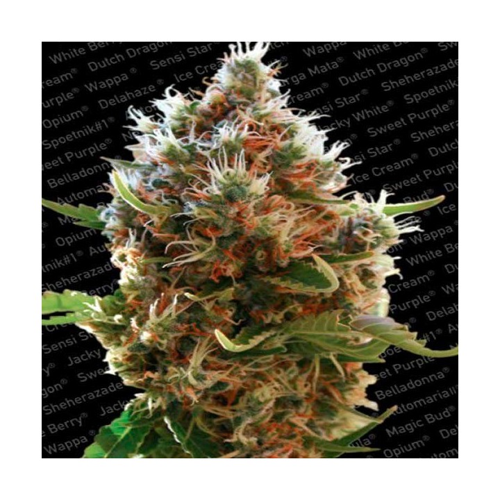 Lucid Bolt Feminizada de Paradise Seeds