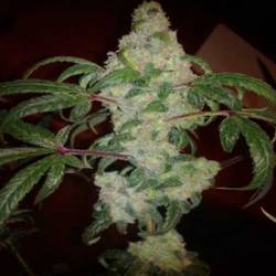 Nebula Feminizada de Paradise Seeds