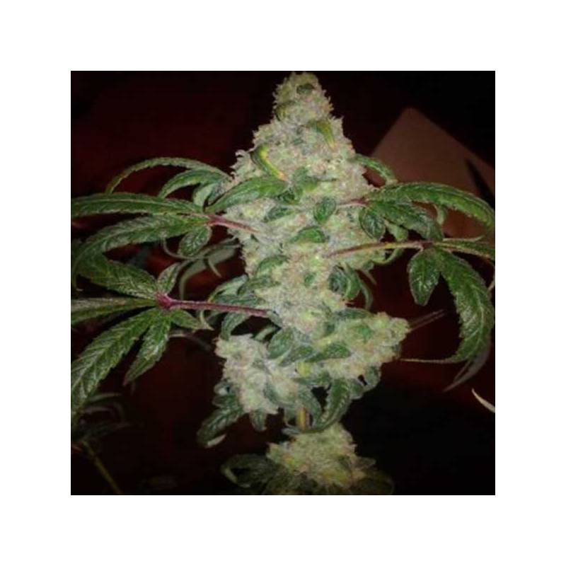 Nebula Feminizada de Paradise Seeds