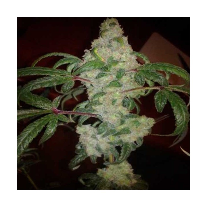 Nebula Feminizada de Paradise Seeds