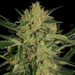 Nebula II CBD Feminizada de Paradise Seeds