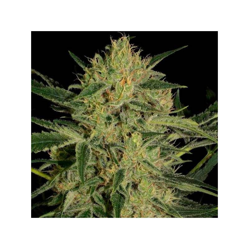 Nebula II CBD Feminizada de Paradise Seeds