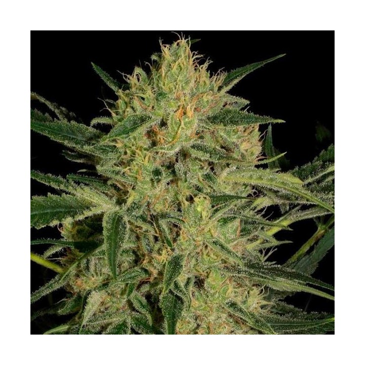 Nebula II CBD Feminizada de Paradise Seeds