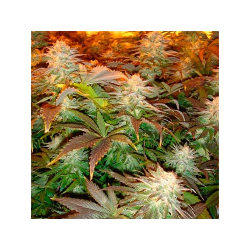 Opium Feminizada de Paradise Seeds