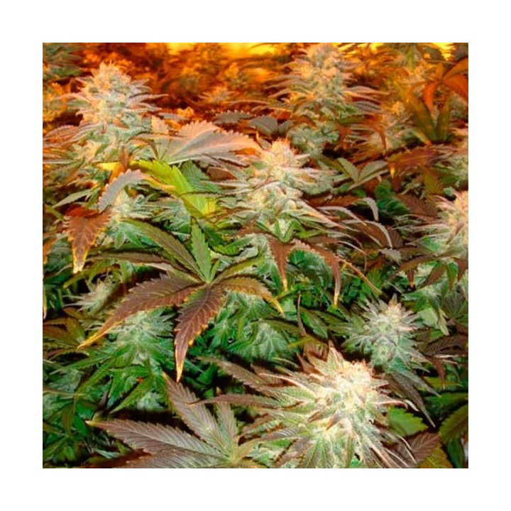 Opium Feminizada de Paradise Seeds