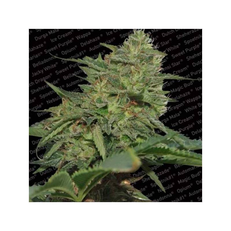 Original Cheese Feminizada de Paradise Seeds