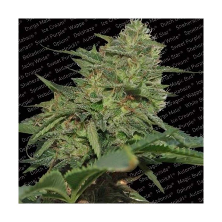 Original Cheese Feminizada de Paradise Seeds