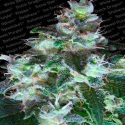 Original White Widow Feminizada de Paradise Seeds