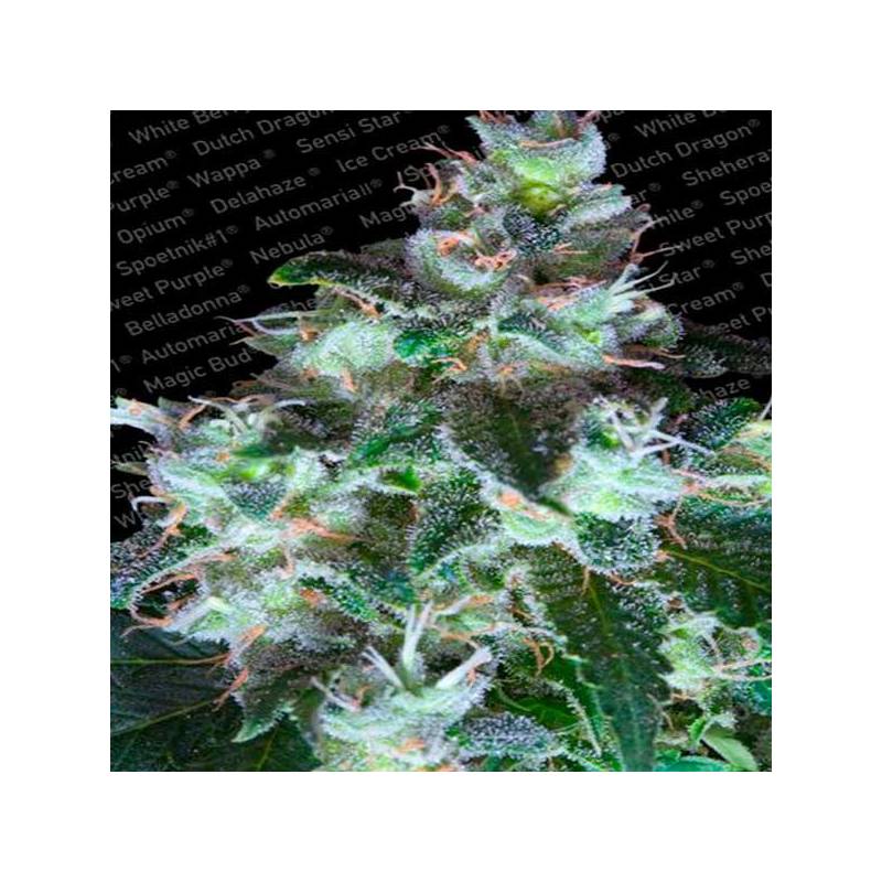 Original White Widow Feminizada de Paradise Seeds