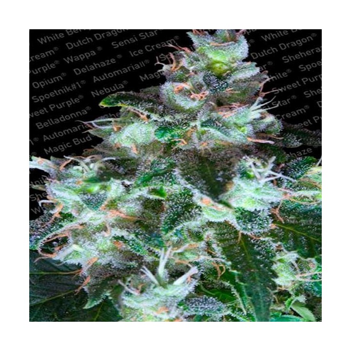 Original White Widow Feminizada de Paradise Seeds