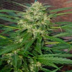 Pandora Feminizada de Paradise Seeds