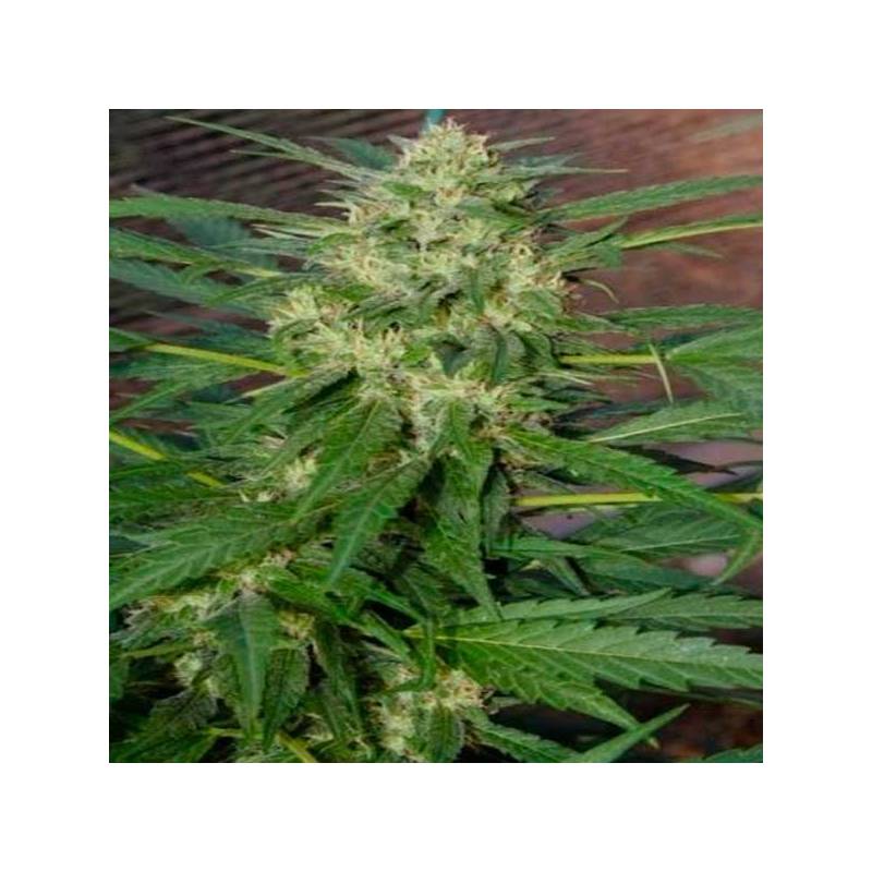 Pandora Feminizada de Paradise Seeds