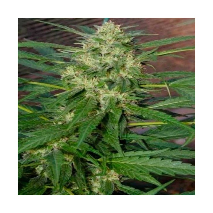 Pandora Feminizada de Paradise Seeds