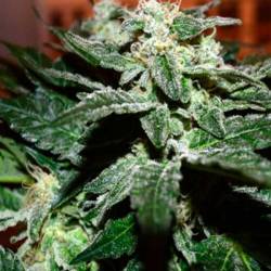 Sensi Star Feminizada de Paradise Seeds