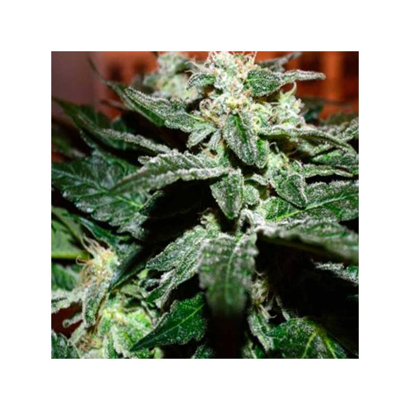 Sensi Star Feminizada de Paradise Seeds