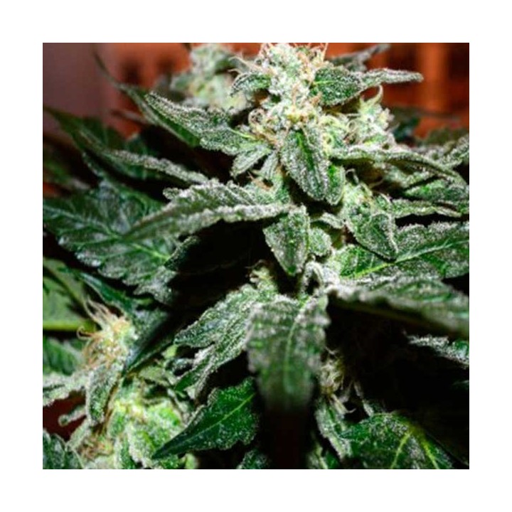 Sensi Star Feminizada de Paradise Seeds