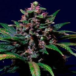 Sweet Purple Feminizada de Paradise Seeds