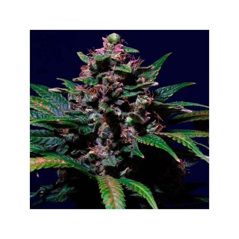 Sweet Purple Feminizada de Paradise Seeds