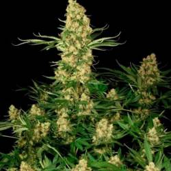 Wappa Feminizada de Paradise Seeds