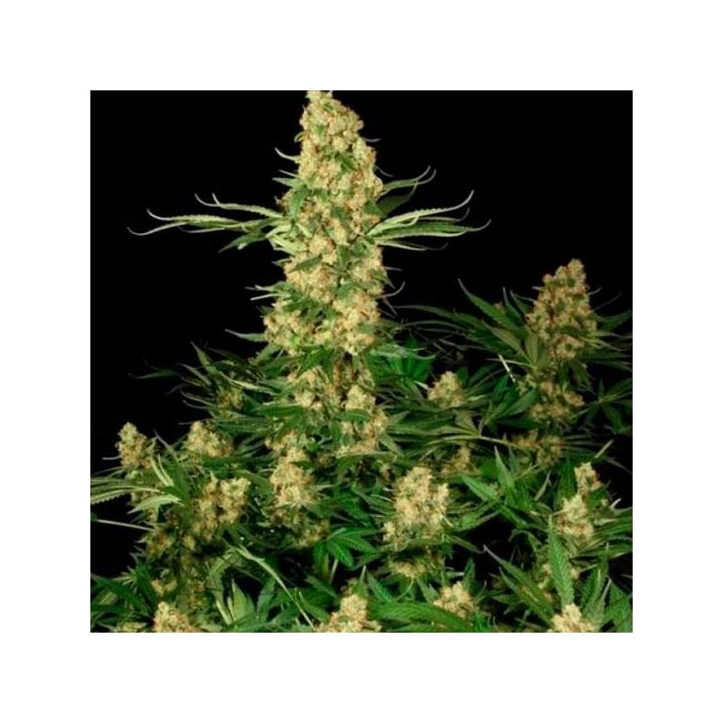 Wappa Feminizada de Paradise Seeds