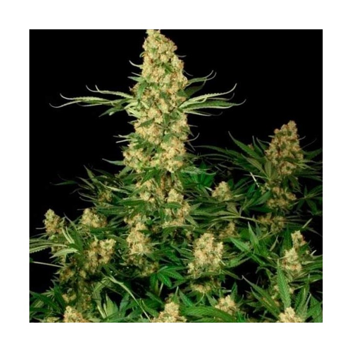 Wappa Feminizada de Paradise Seeds