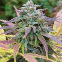 White Berry Feminizada de Paradise Seeds