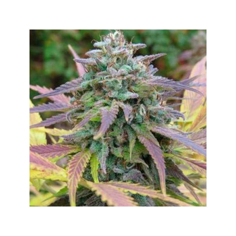 White Berry Feminizada de Paradise Seeds