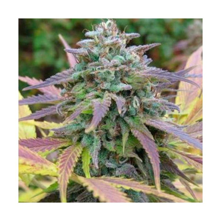 White Berry Feminizada de Paradise Seeds