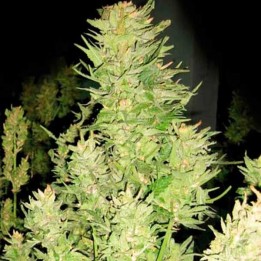 Afghan Express Feminizada de Positronics