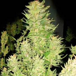 Afghan Express