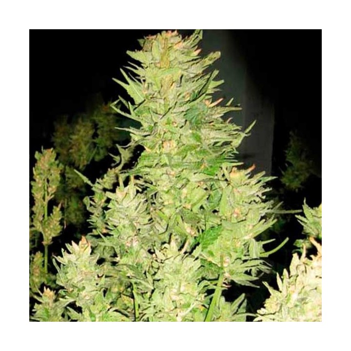 Afghan Express Feminizada de Positronics