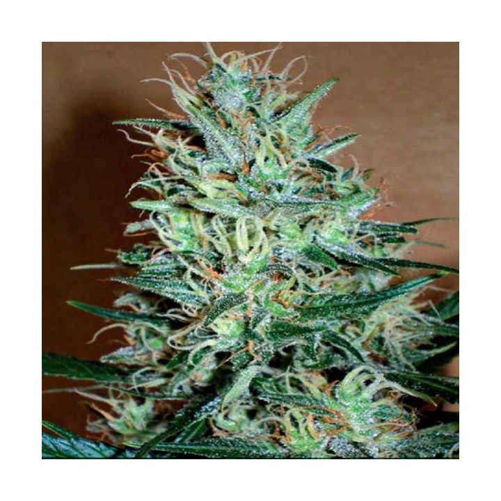 Amnesia Mistery Feminizada de Positronics