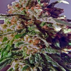 Black Widow CBD Feminizada de Positronics