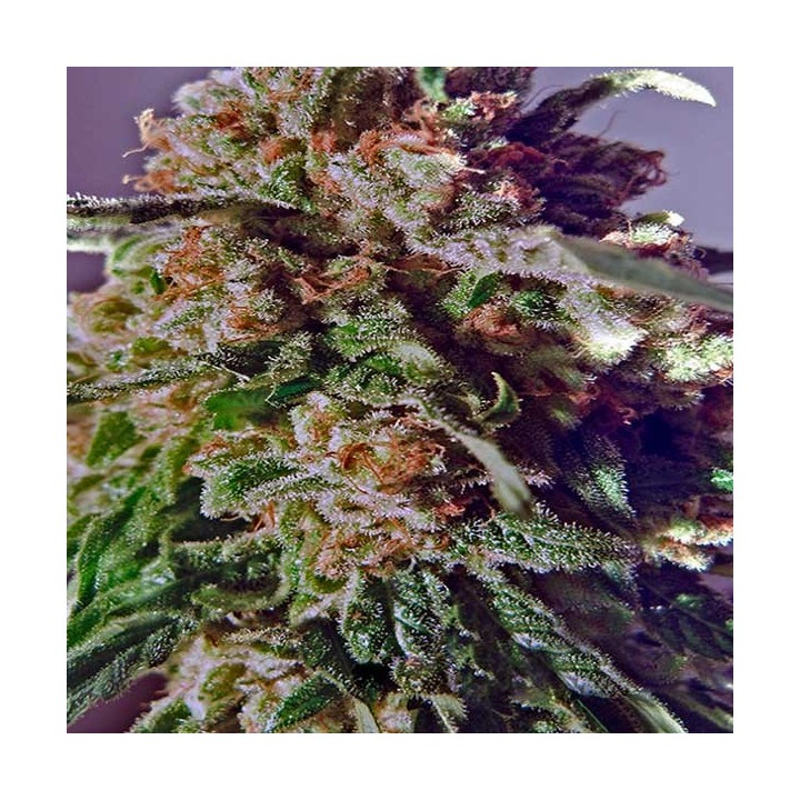 Black Widow CBD Feminizada de Positronics