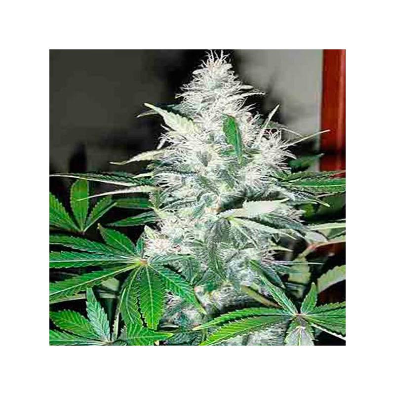 Blue Rhino Feminizada de Positronics