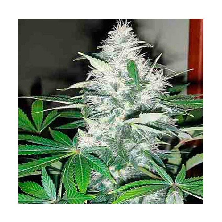 Blue Rhino Feminizada de Positronics
