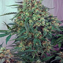 Caramelice Feminizada de Positronics