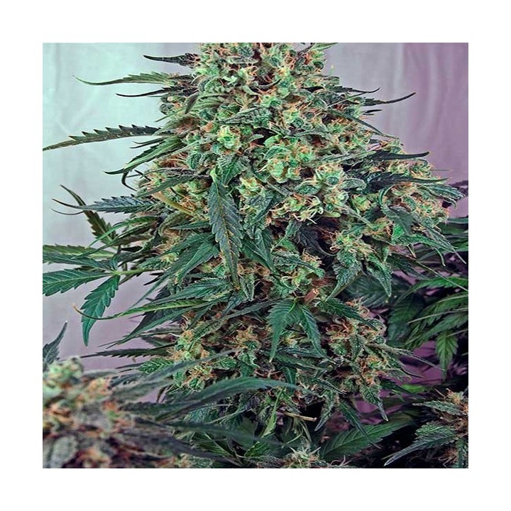 Caramelice Feminizada de Positronics