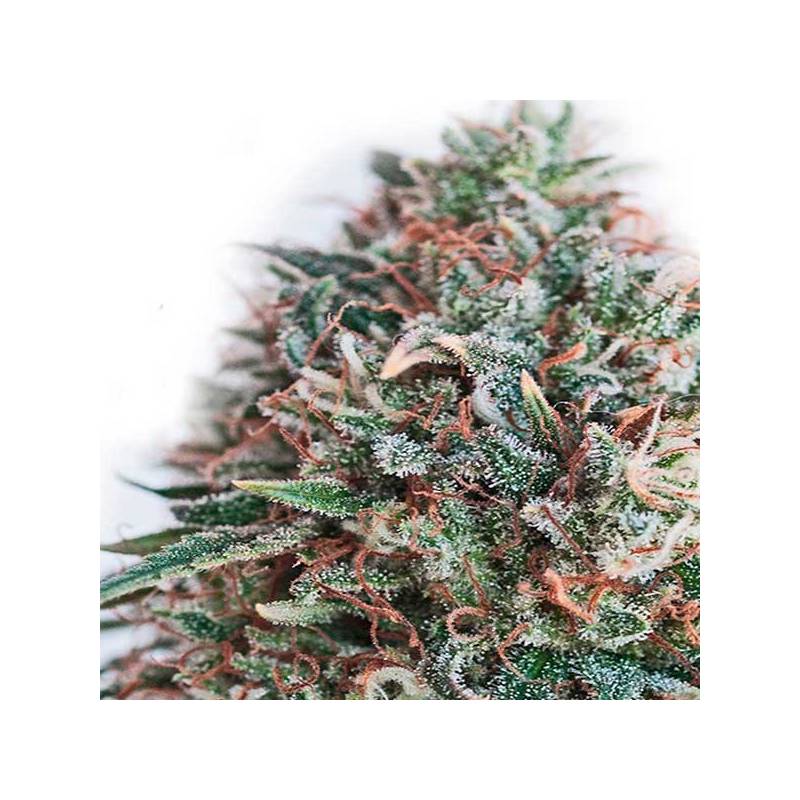 Critical 47 Cbd Critical 47 Cbd