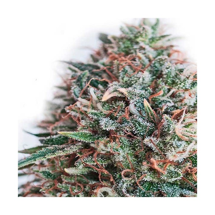 Critical 47 CBD Feminizada de Positronics