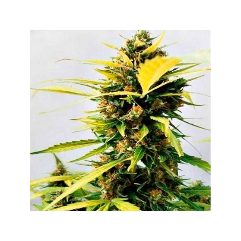 Critical Express Critical Express