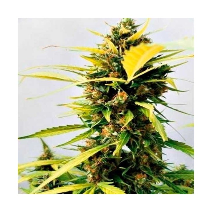 Critical Express Feminizada de Positronics