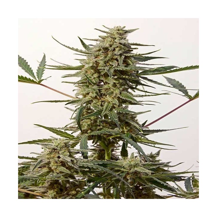 Critical N-47 Express Feminizada de Positronics