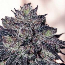 Gordomaster Kush Feminizada de Positronics