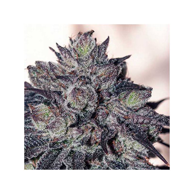 Gordomaster Kush Feminizada de Positronics