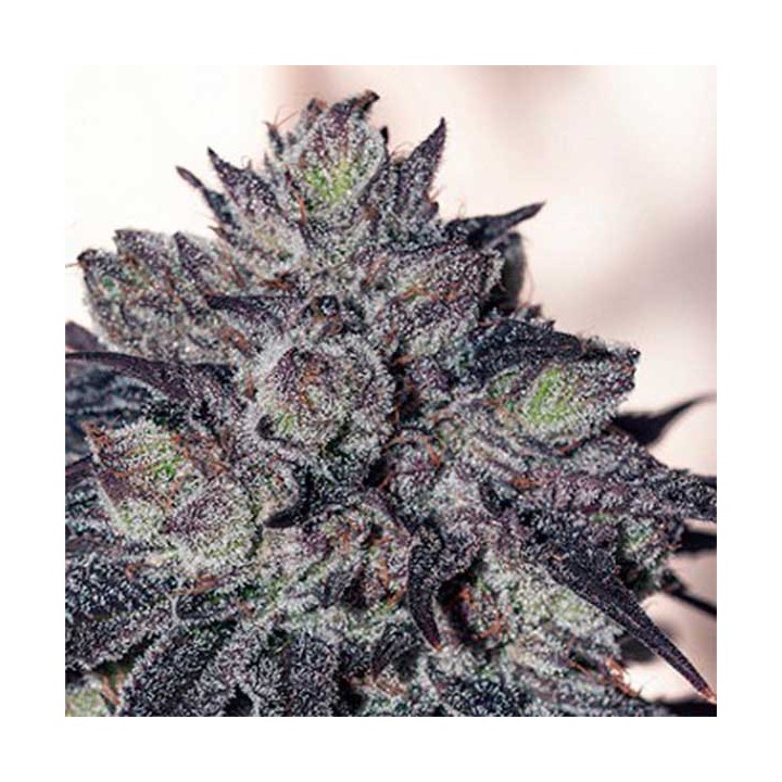 Gordomaster Kush Feminizada de Positronics
