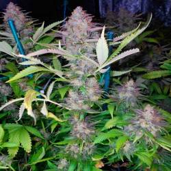 Grapefruit Feminizada de Positronics